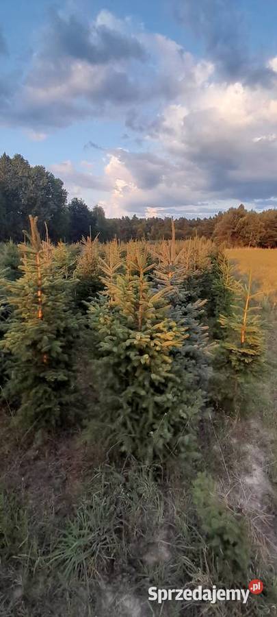 Likwidacja plantacji sprzedaż choinka świerk Rolnictwo Tomaszów Mazowiecki sprzedam