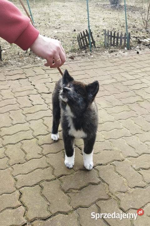 Akita inu pręgowana sunia Zkwp mazowieckie Rajszew