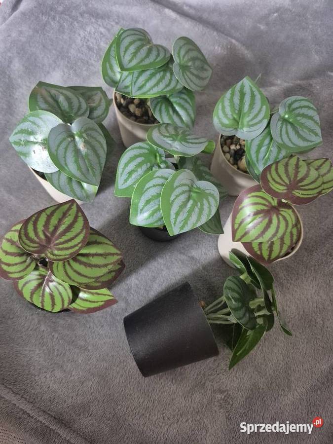 Zestaw kwiatków Czerwionka-Leszczyny