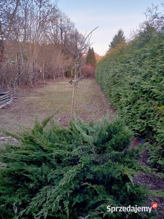 Działka rekreacyjna ogródek działkowy ROD Poznań wielkopolskie sprzedam