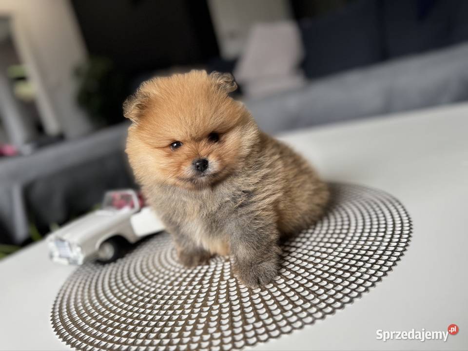 Pomeranian miniaturowyOtello BOO Kolbudy