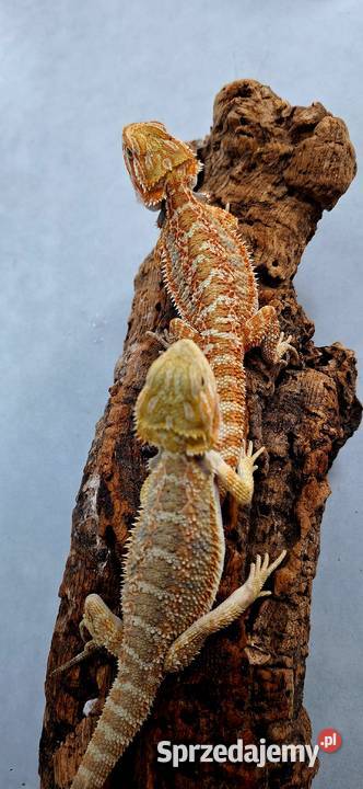 Agama brodata samiczka Wołomin sprzedam