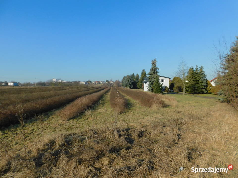 Syndyk sprzeda Mogielnica dz 1303 mazowieckie