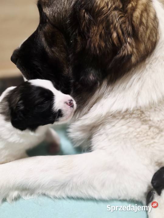 MASTIF PIRENEJSKI ZKWP FCI