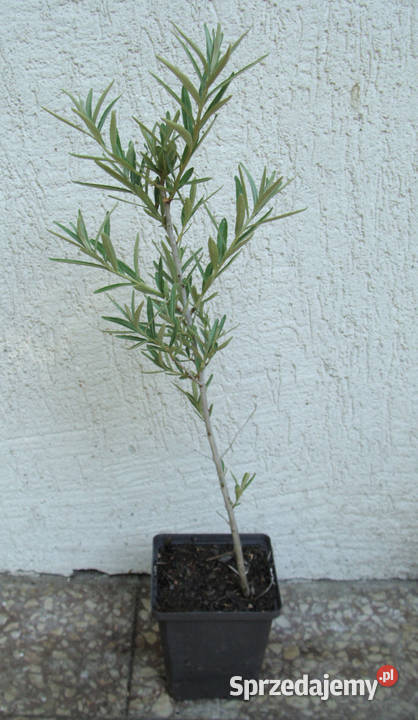 ROKITNIK SAMOPYLNY Friesdorfer Orange sadzonki w kujawsko-pomorskie