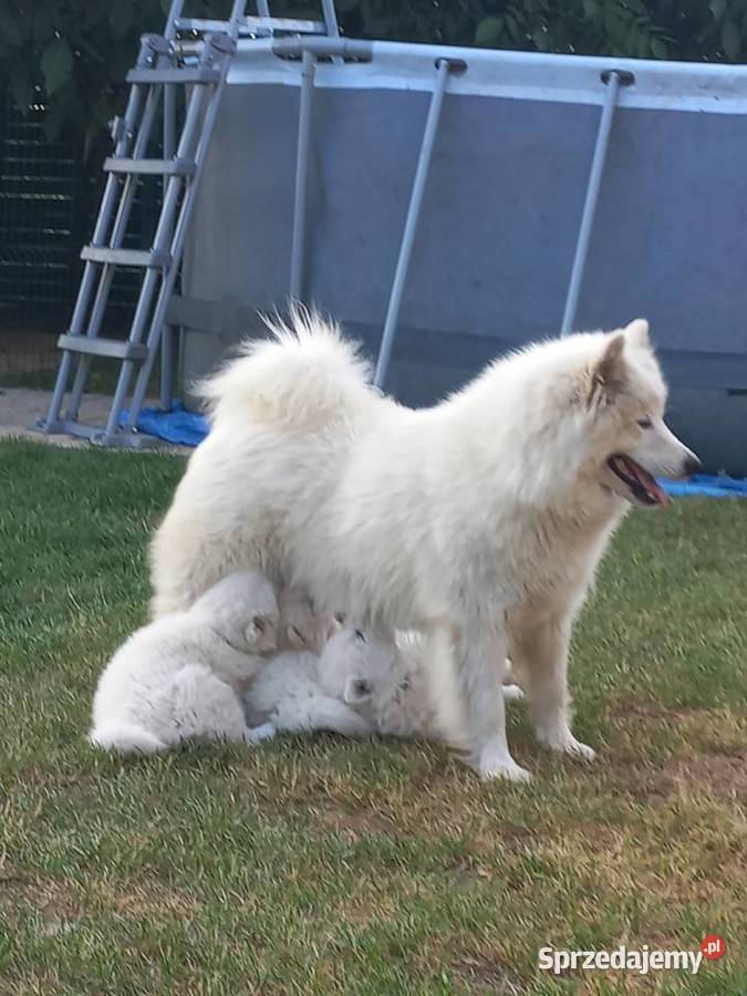 Szczenięta Samoyed sprzedam