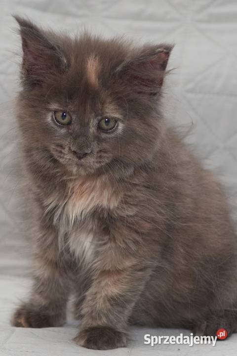 Maine Coon niebieska szylkretowa koteczka Jana Maine Coon Słupno