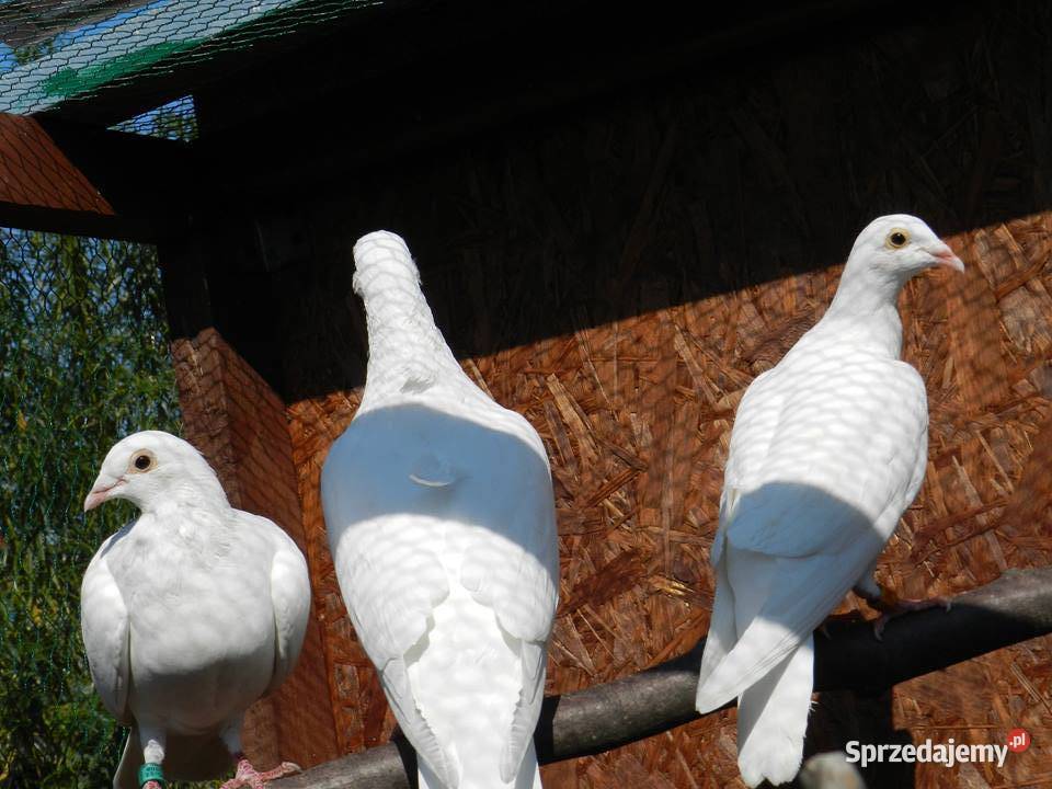 Białe gołębie pocztowe zachodniopomorskie Krosino sprzedam