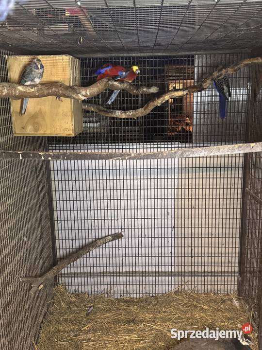 Sprzedam papugi Pawłowice