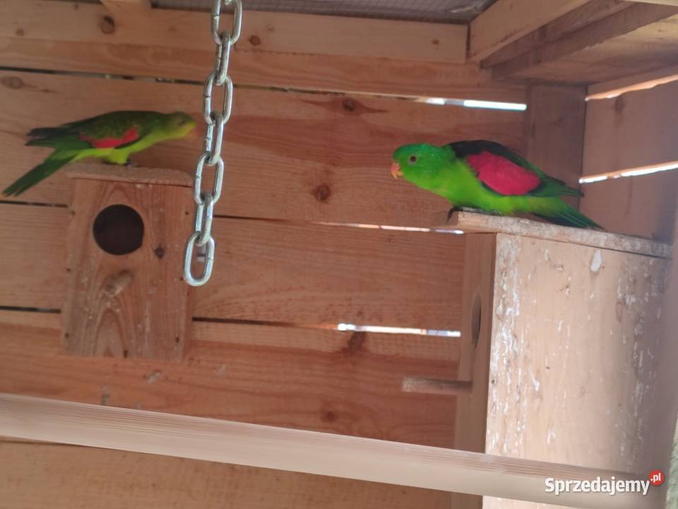 Papugi likwidacja hodowli papug pomorskie Darzlubie