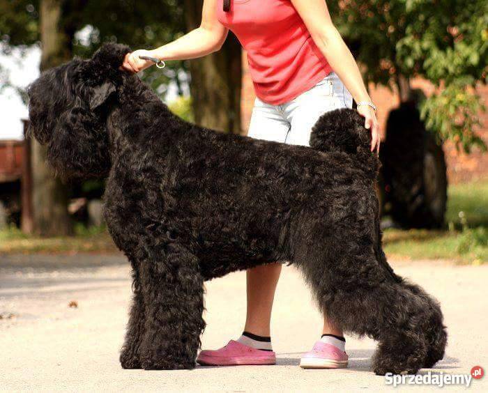 Czarny Terier Rosyjski szczenięta z rodowodem Opole sprzedam