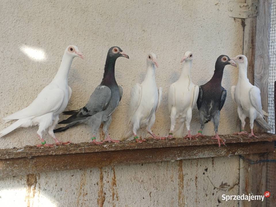 Gołębie ozdobne karier kariery młode 2025r Wągrowiec