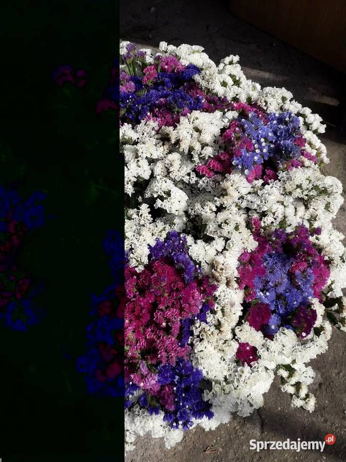 Zatrwian wyrębny suszony Łódź