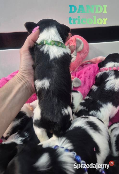 Piesek yorkshire terrier biewer tricolor Łódź