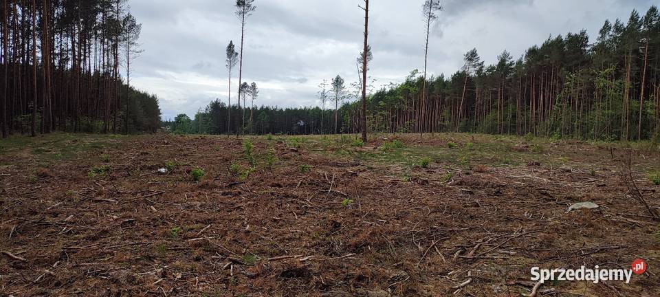 Działka leśna 242 ha całkowitym wyrębie drzew Daniłówka Druga