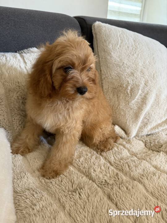 Cavapoo śliczna sunia dolnośląskie Bolesławiec