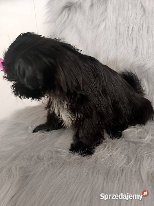 Suczka rasy ShihTzu Namysłów sprzedam