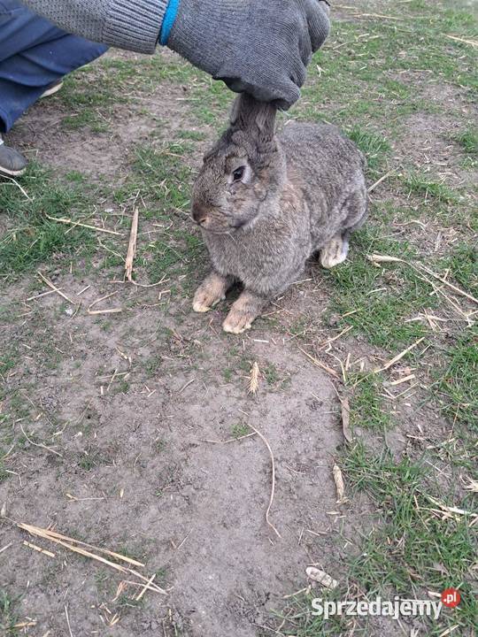 Król Olbrzym Belgijski 05 roczny