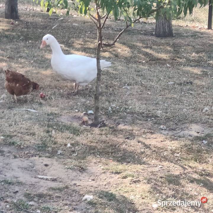 Sprzedam gęsi Drób i ptactwo Osieczna