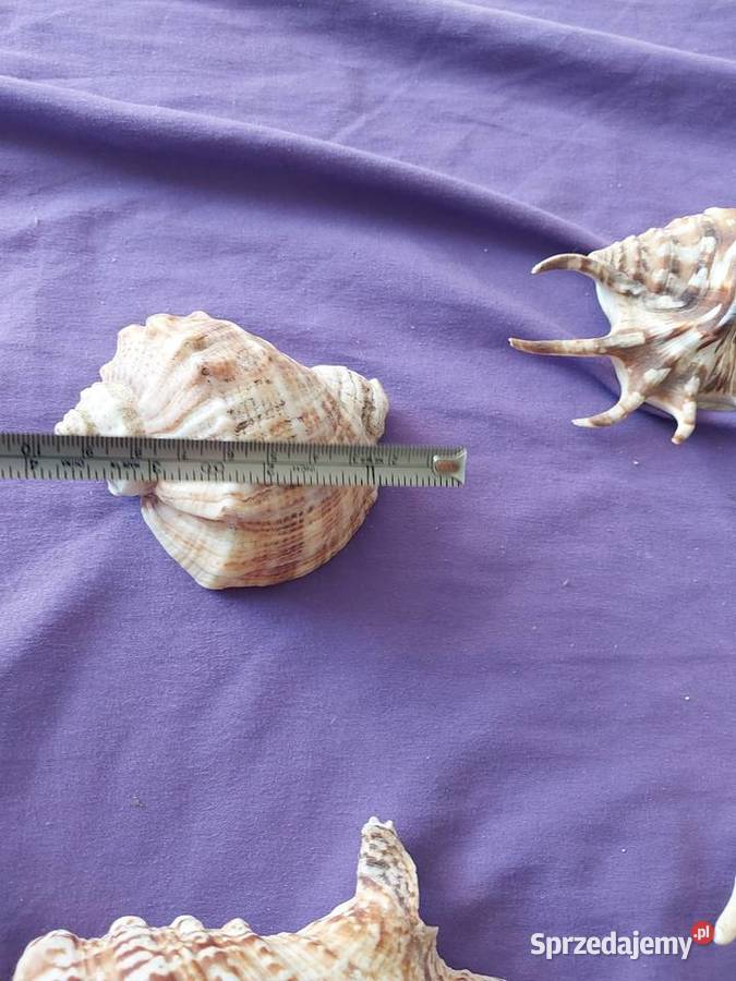Myszle morskie i oceaniczne sprzedam