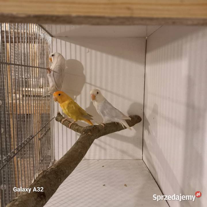 Nierozłączki czerwonoczelne 2025r Garwolin