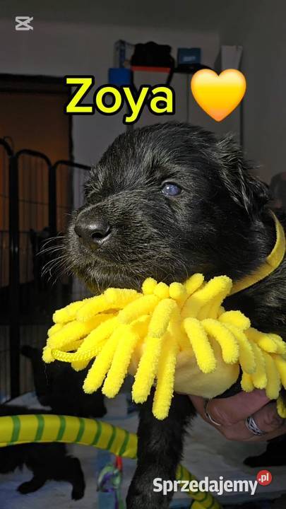 Owczarki Staroniemieckie czarne szczeniaczki sprzedam