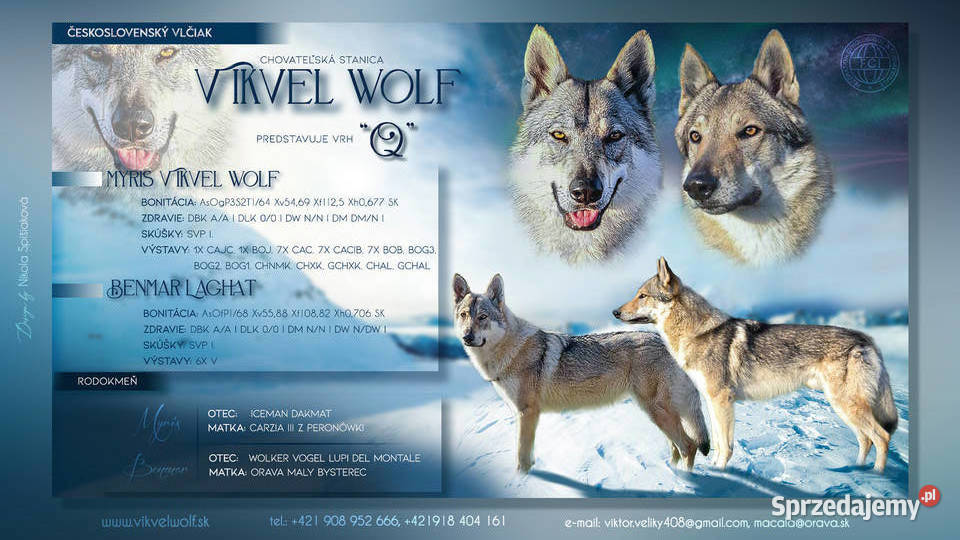 Wilczak czechosłowacki Sprzedam Jabłonka sprzedam