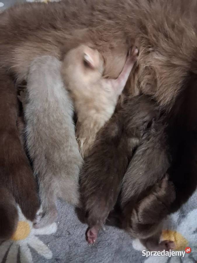 Kotki brytyjskie krótko wlose