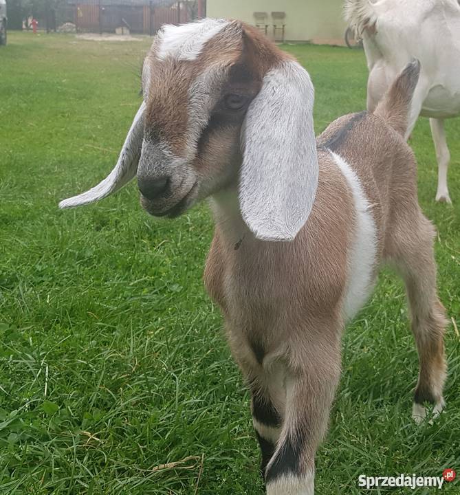 Koziołek saaneńsko anglonubijski Białobrzegi