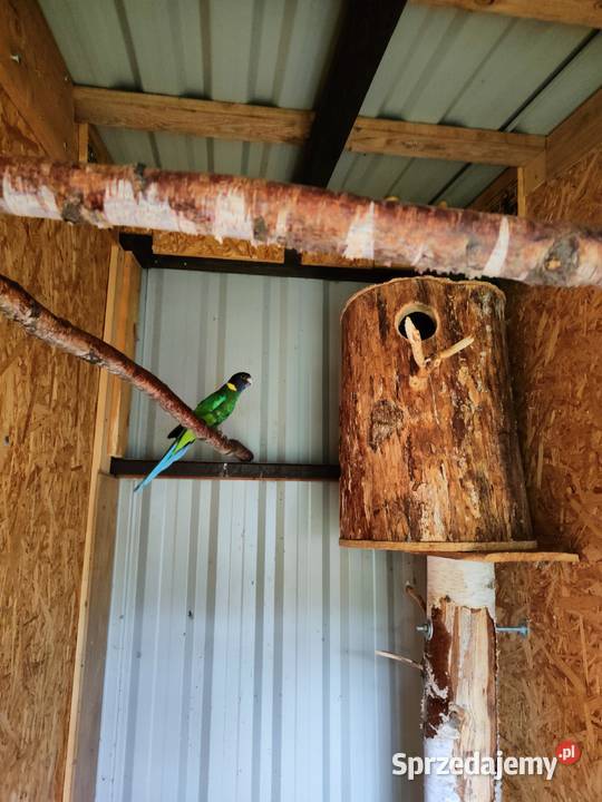 Sprzedam samca rozeli królewskiej z 2024 samicę podkarpackie Lipa sprzedam