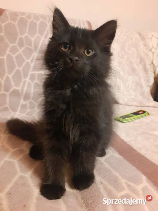 Piękny Kocurek Syberyjski Bully mazowieckie Sochaczew