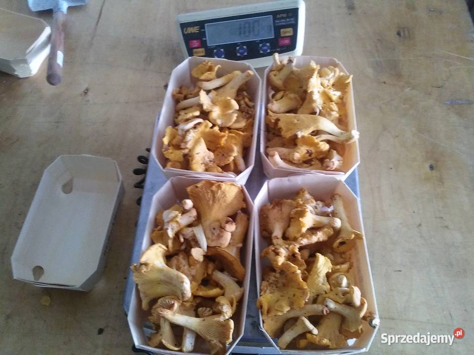 Pojemnik na owoce grzyby tacka na owoce grzyby Pozostałe Łomża