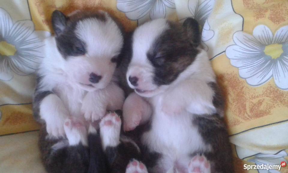 welsh corgi cardigan owczarek walijski Skierniewice sprzedam