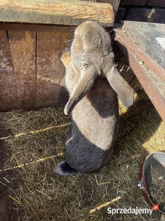 Króliki mieszance Dobra Nadzieja