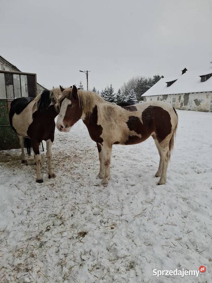 Klacz Maja Konie sprzedam