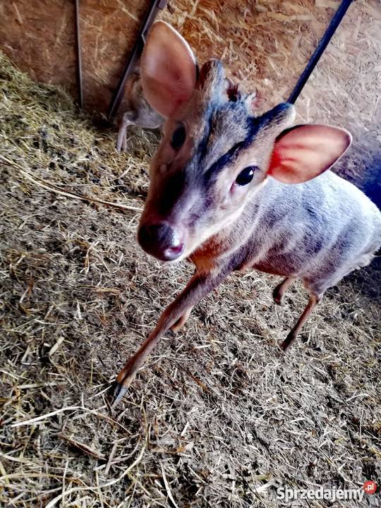 Mundżak mundżaki chińskie Kraków sprzedam