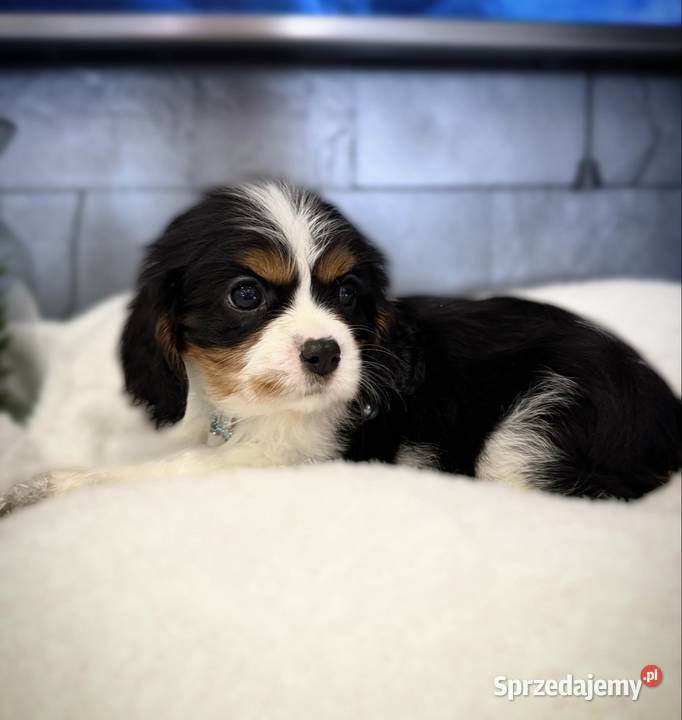 Suczka BONNIE Cavalier King Charles Spaniel Limanowa