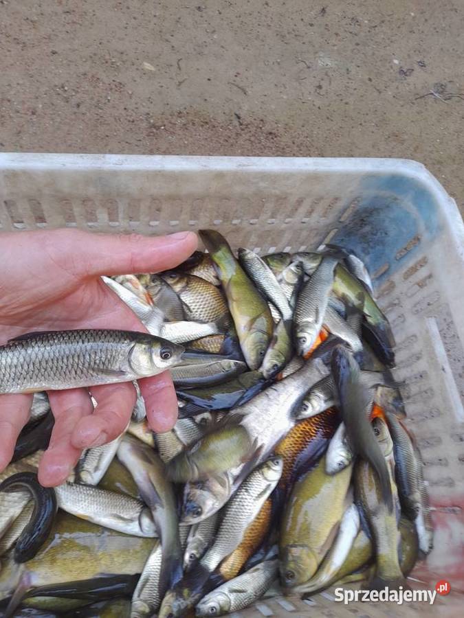 Żywe ryby do stawu amur lina karaśia złotego Ślesin