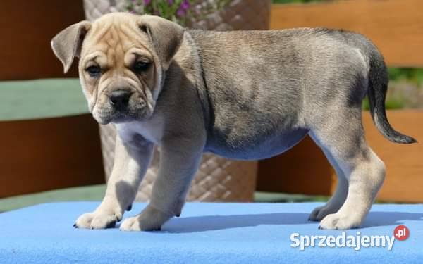 Ca de bou Dog z Majorki Pozostałe Słupia sprzedam