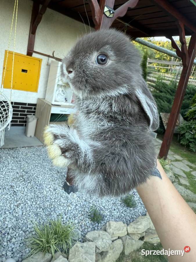 Mini Lop Króliki Miniaturowe Baranki Zwierzęta Godowa
