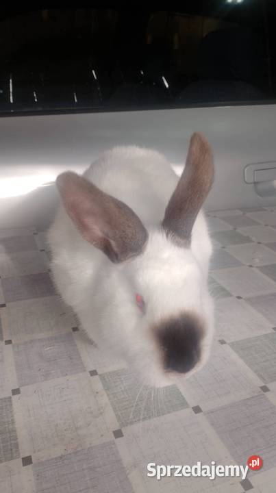 Samica Kalifornia zakocona