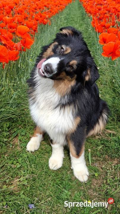 Owczarki australijskie FCI kilka szczeniąt z Owczarek mazowieckie Warszawa