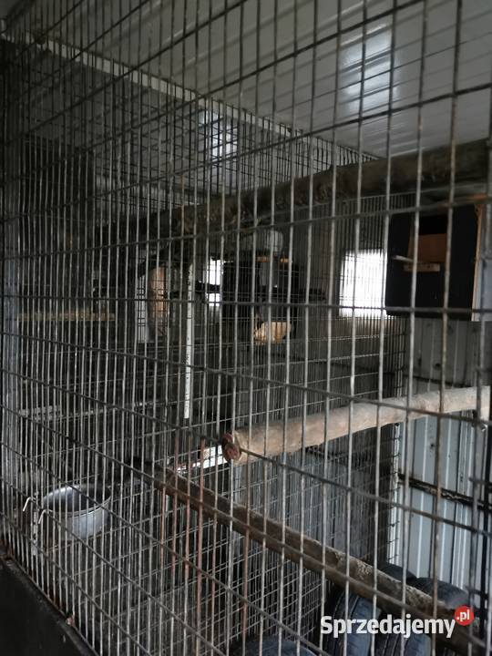 Profil Kwadrat Rura 4x25x3mm 42 3mm grubosc Rura Grodzisk Wielkopolski sprzedam