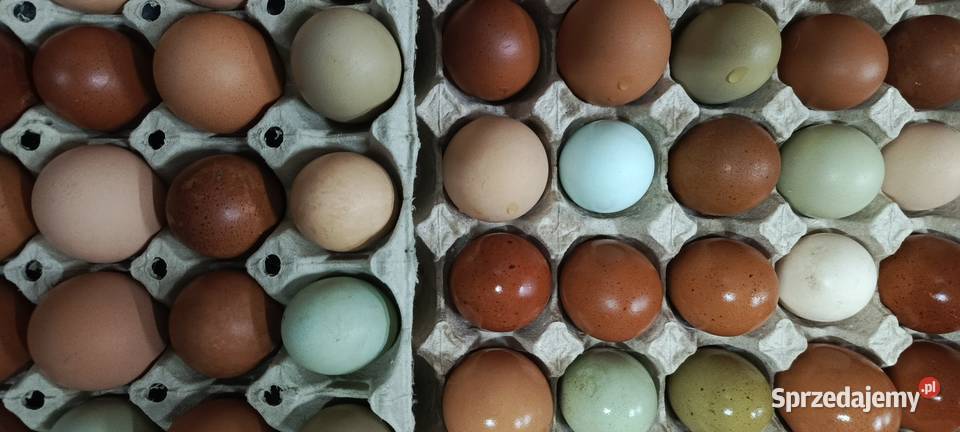 Jaja Jajka wiejskie eko Konsumpcyjne i Lęgowe śląskie Jastrzębie-Zdrój