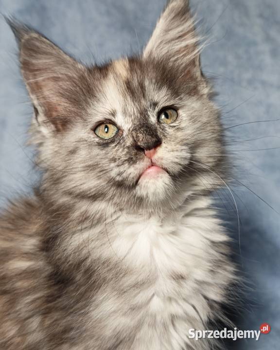 Maine Coon kotka do hodowli rodowód FPL Olkusz sprzedam