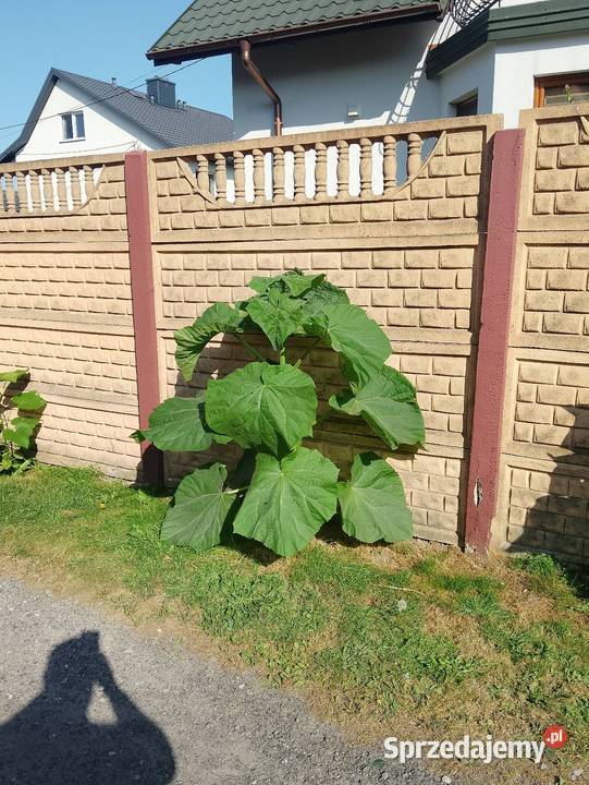 Paulownia oxytree drzewa tlenowe wysyłka Jeziorko