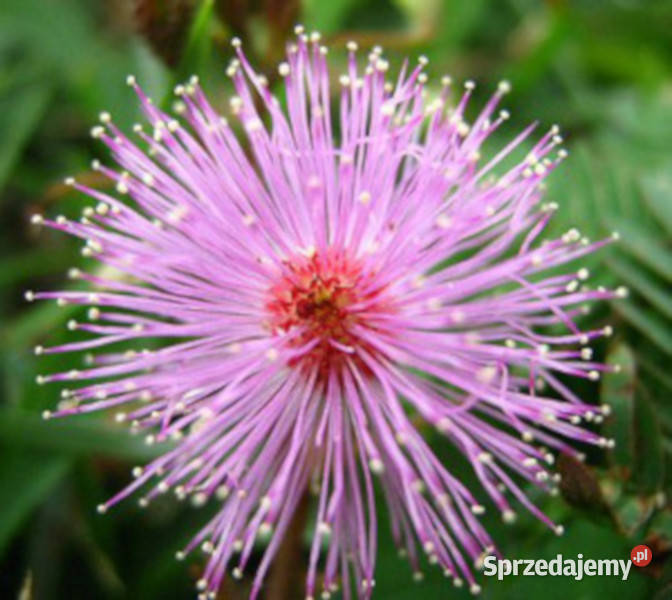 MIMOZA WSTYDLIWA Mimosa pudica NASIONA 2000 Lubanie