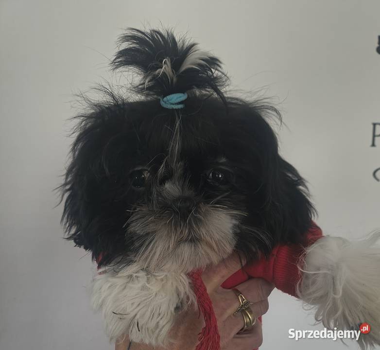 Szczeniak shihtzu Lubowidz