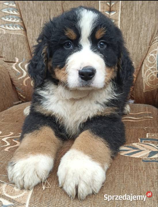 Berneński Pies Pasterski Otałęż