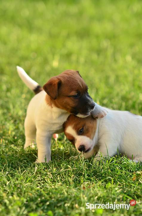 Szczenięta rasy Jack Russell terrier kujawsko-pomorskie Radziejów